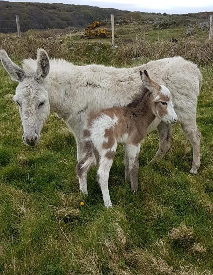 Granny Dens Villa Donegal Town Екстериор снимка